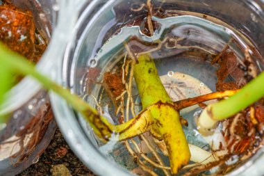 Su kabında numune kesen bir bitki..