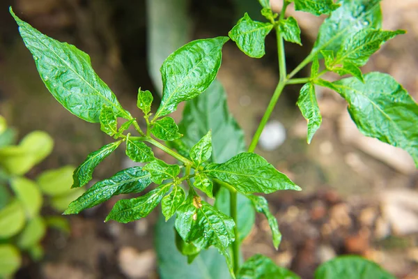 Pimenta Pimenta Que Cresce Natureza Árvore Arbusto Planta Pimentão — Fotografia de Stock