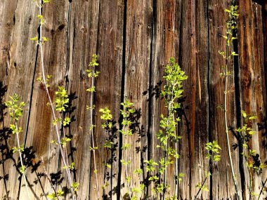 İnce saplı genç akçaağaç fideleri ve çoklu taze açık yeşil yapraklar; bir ağacın gençliği ve materyalin yaşlılığı karşısındaki ahşap dokuya karşı yatay yakın plan fotoğraf.