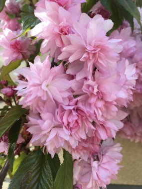 Prunus 'Kanzan', çiçek açan kiraz tarımı, tamamen açan açık pembe çiçekleri kabarık yapraklar ve koyu yeşil yapraklarla; bahar baharı bahçe işleri veya doğa temalı tasarımlar için dikey yakın plan fotoğraf.