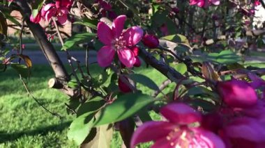 Çiçek açan elma ağacı (Malus Niedzwetzkyana): çiçek açan çiçekler ve açık pembe tomurcuklar, yeşil çimenler ve mavi gökyüzünün düz manzarasına karşı; sola ve yukarıya doğru hareket eden dikey yavaş çekim videosu