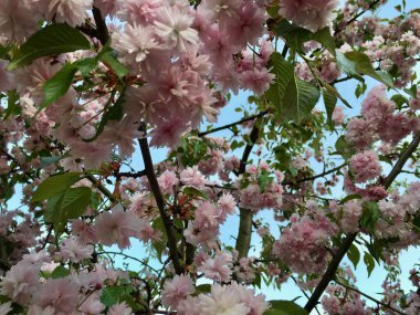 Açık pembe tüylü çiçekler ve ince iç içe geçmiş dallar ile parlak mavi gündüz gökyüzüne karşı taze yeşil yapraklar ile çiçek açan Sakura (Prunus veya kiraz) bahar tasarımları için yatay kapanış