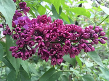 Yeşil yapraklarla çevrili açık tomurcuklu parlak mor leylak doğal desen oluşturan panikler içinde toplandı; baharda baharda baharda bahçeyle ilgili kutlama tasarımları için bulutlu bir günde yatay yakın plan.