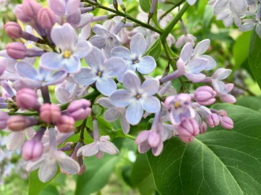 Açık mor leylak ve beş yapraklı odak noktası yeşil yapraklarla çevrili şansı sembolize eder doğal desen oluşturur; yatay kapanış bulutlu Mayıs günü bahar baharı şenlik tasarımları için.