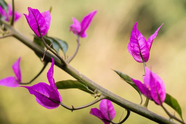 Plantas púrpuras — Foto de Stock