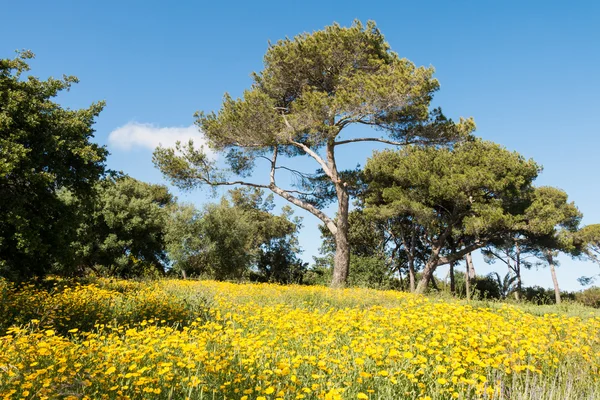 Gazon en bomen — Stockfoto