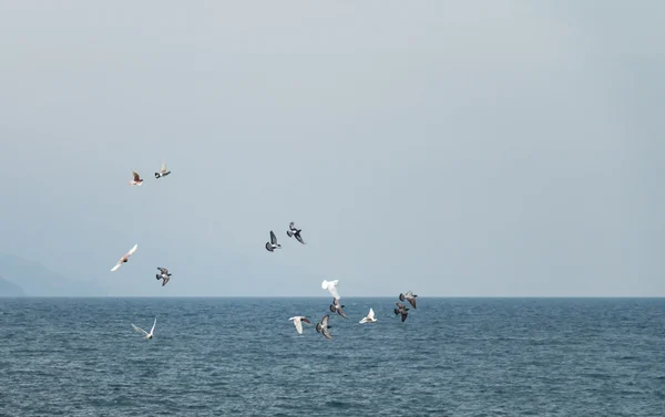 Flock of Pigeons — Stock Photo, Image