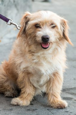 Kısıtlanır tarafından okunabilmeleri için. Köpek