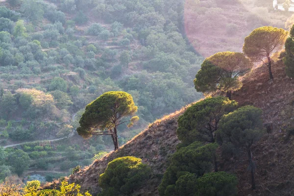 Alberi su ripida collina — Foto Stock