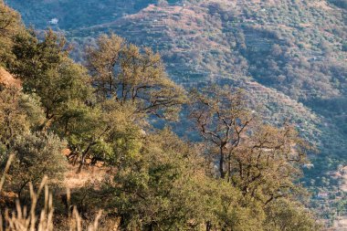 Ağaçlar sarp bir tepe üzerinde