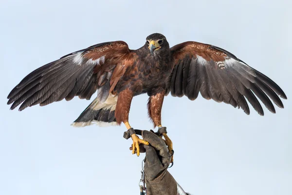 Buzzard — Stock Photo, Image