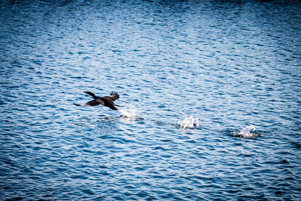 Cormorant — Stock Photo, Image