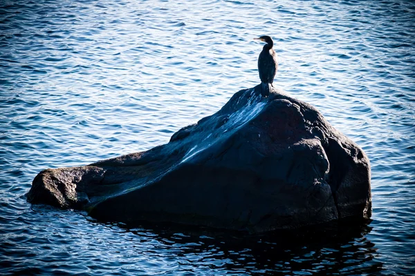 Cormorán —  Fotos de Stock