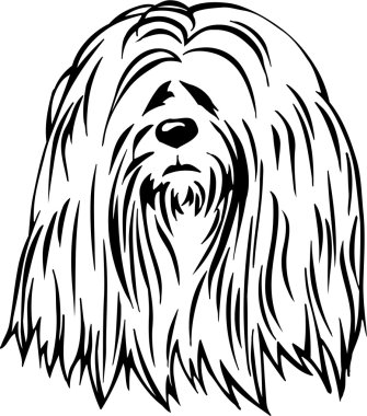 Lhasa apso