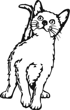 Mutlu Kedi