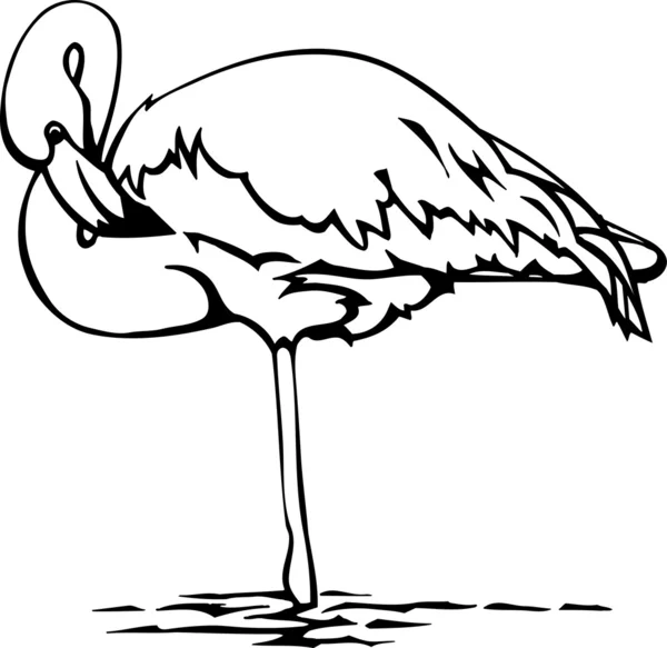 Flamingo — Stockvektor