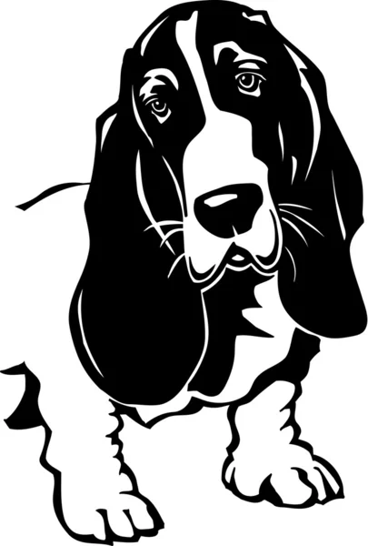 Basset κυνηγόσκυλο — Διανυσματικό Αρχείο