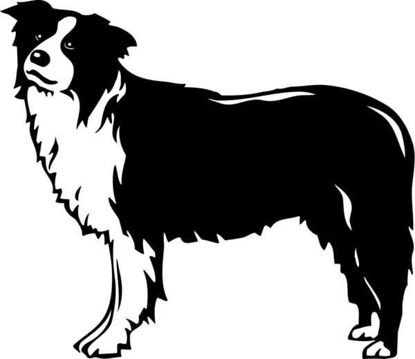 Collie fronterizo — Archivo Imágenes Vectoriales