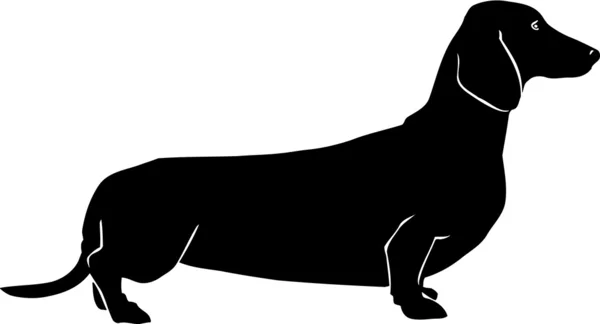 Dachshund. —  Vetores de Stock