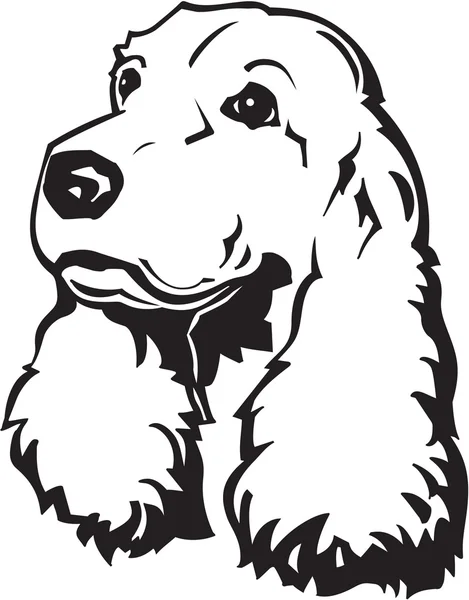 yavru horoz İspanyol