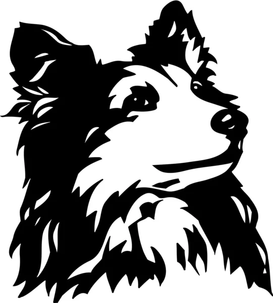 Shetland Sheepdog — Stockvector