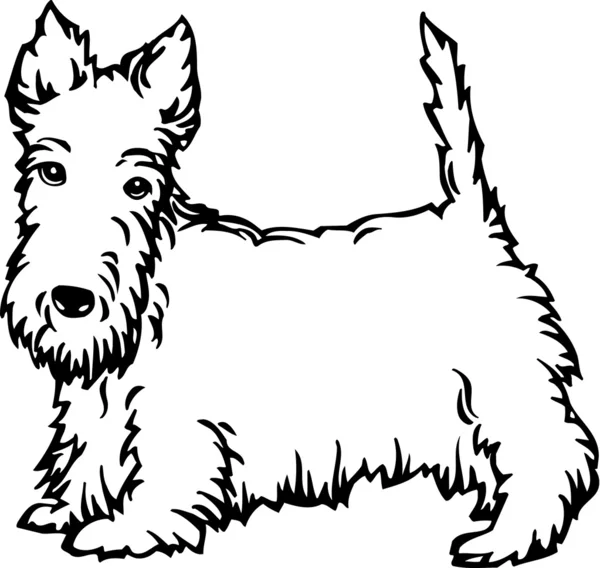 Terrier escocés — Vector de stock