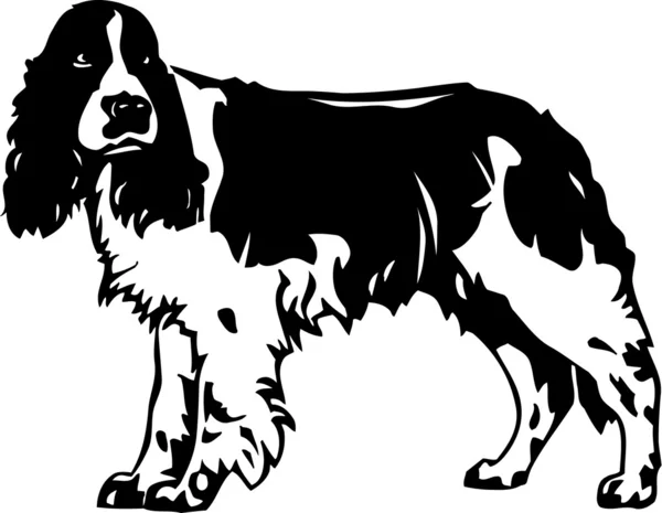 Springer Spaniel - Stok Vektor