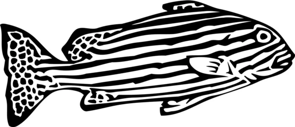 Zebrafisch — Stockvektor