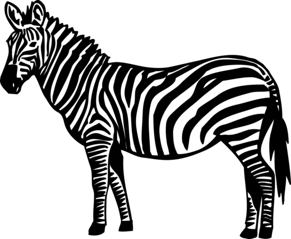 Zebra. — Vetor de Stock