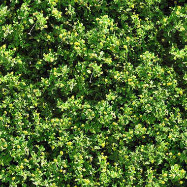 çiçekler sorunsuz doku kiremit