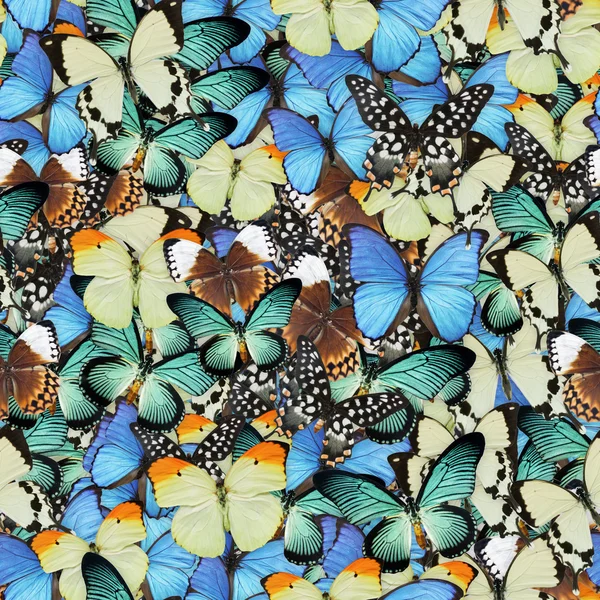 Kelebekler sorunsuz doku kiremit — Stok fotoğraf