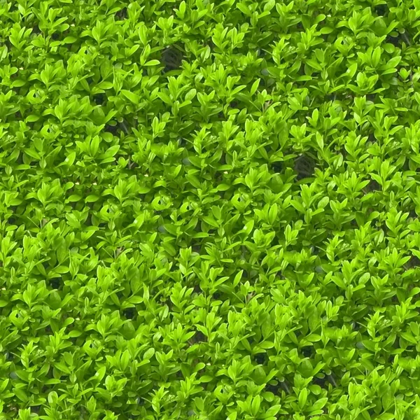 Yeşillik sorunsuz doku kiremit — Stok fotoğraf