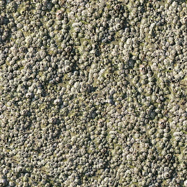 Barnacles Безшовна текстура плитка — стокове фото