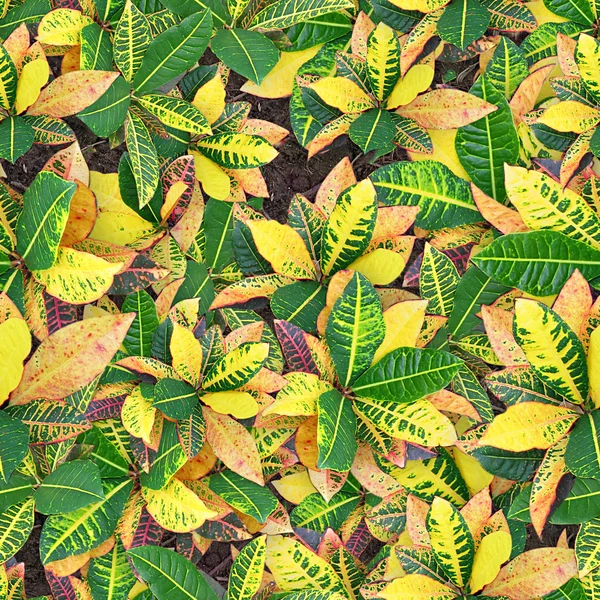 Crotons sin costura Textura Azulejo — Foto de Stock