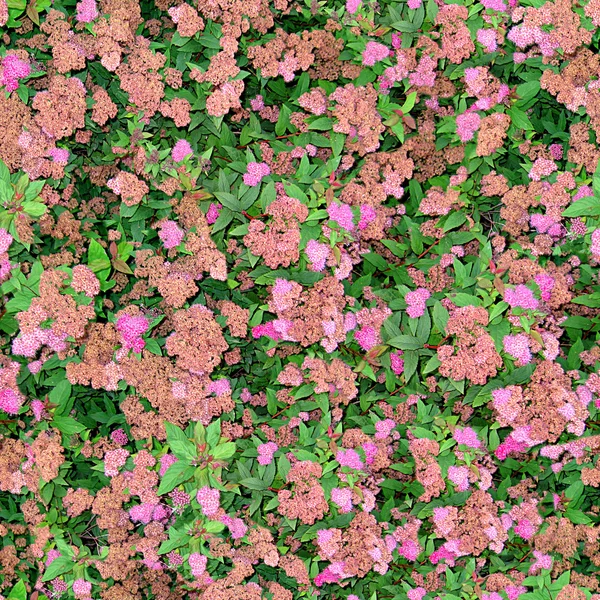 Flores sin costura Textura Azulejo — Foto de Stock