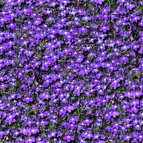 Flores sin costura Textura Azulejo — Foto de Stock