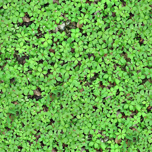 Ground Cover Seamless Texture Tile — Stock Photo, Image