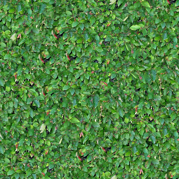 Hedge Seamless Texture Tile — Stock Photo, Image