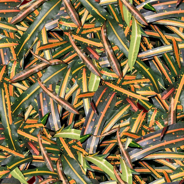 Bladeren naadloze textuur tegel — Stockfoto