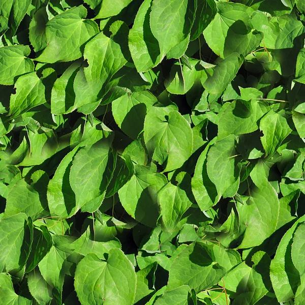 Листья бесшовной текстурной плитки — стоковое фото