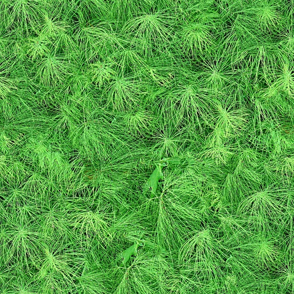 Сосновые иглы бесшовная текстурная плитка — стоковое фото