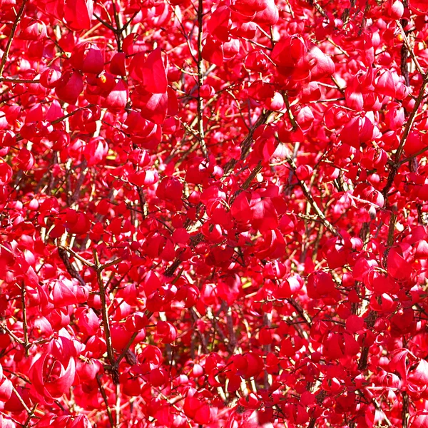 Rojo arbusto sin costura textura del azulejo — Foto de Stock