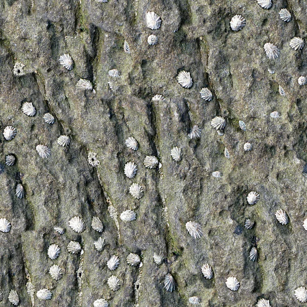 Conchas de mar sin costura Textura Azulejo —  Fotos de Stock