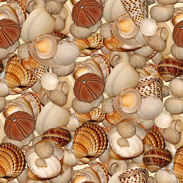 Seashells Telha de textura sem costura — Fotografia de Stock