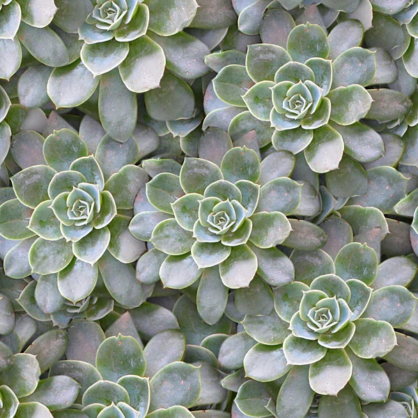 succulents sorunsuz doku kiremit