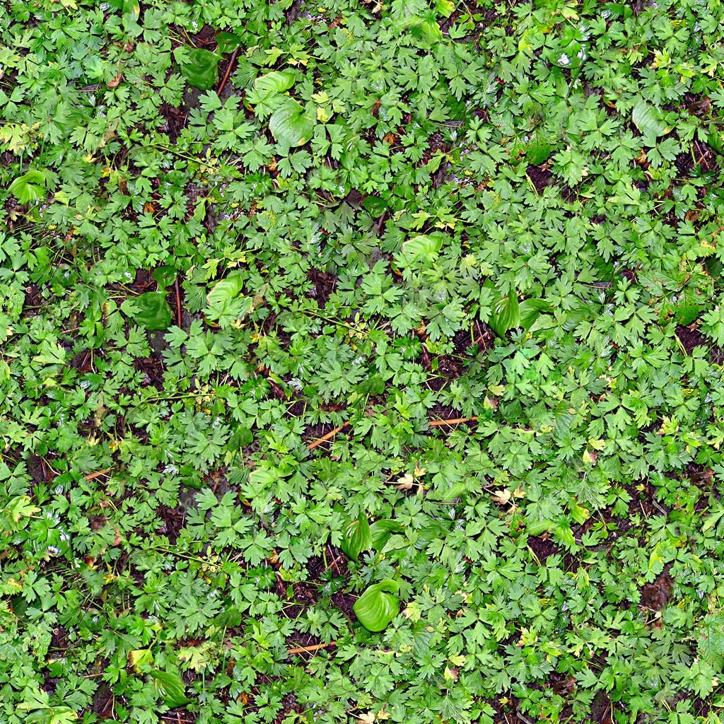 Ground Cover Seamless Texture Tile Stock Photo by