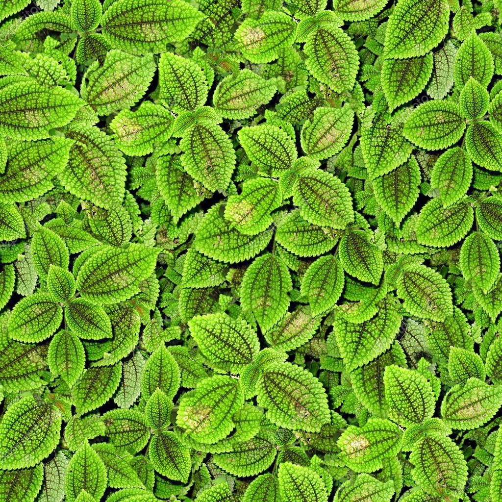 tiles texture leaf Stock Photo Tile Texture Seamless â Leaves tiles texture leaf Stock Photo Tile Texture Seamless â Leaves