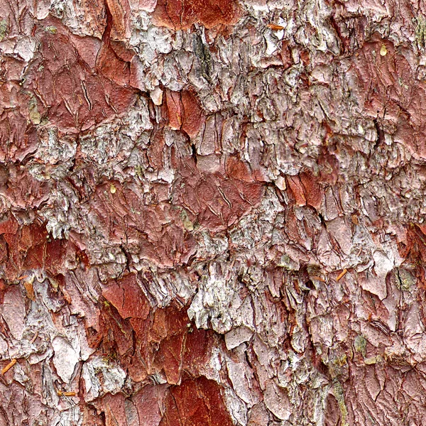 Piastrelle della struttura senza cuciture della corteccia dell'albero — Foto Stock