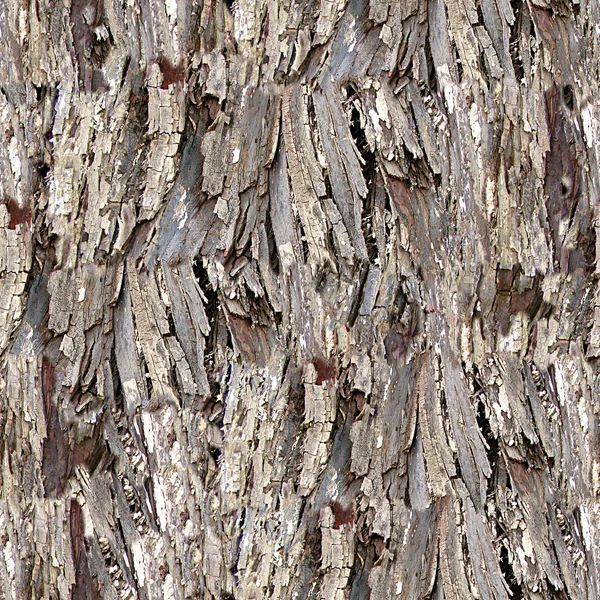 Piastrelle della struttura senza cuciture della corteccia dell'albero — Foto Stock