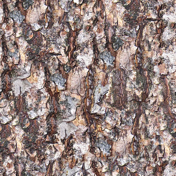 Telha de textura sem costura casca de árvore — Fotografia de Stock